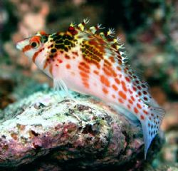 The Hawkfish should probably be called the English Sparro... by Jan Messersmith 